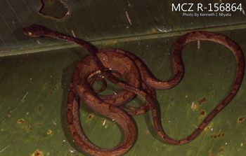 Media type: image;   Herpetology R-156864 Description: Photo of animal in life, taken in the field by Dr. Kenneth Ichiro Miyata. A slide of the photo was scanned in 2012 by Melissa Wooley.;  Aspect: dorsal